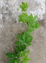 Bright green trees gliding on the old cement wall. Royalty Free Stock Photo