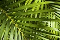 Bright Green Tropical Palm Frond Background