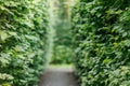 Bright green tunnel made from foliage lush plants. Footpath or walkway between fresh natural leaves. Alley at park Royalty Free Stock Photo