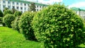 Bright green vegetation, round trees and shrubs, smart city architecture