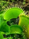 Bright green venus fly trap plant Royalty Free Stock Photo