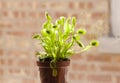 Venus Fly Trap Plant with Many Caught Flies Royalty Free Stock Photo