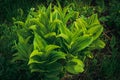 Bright green Veratrum with wide ribbed leaves in wild clearing. Plant is poisonous, contains alkaloid