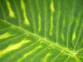 Bright green vibrant tropical leaf background with striped colorful pattern