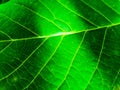 Bright green walnut leaf, beautiful background Royalty Free Stock Photo