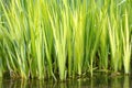 Water reeds, hertfordshire,england. ponds summer