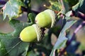 Bright green white oak acorns and leaves on branches, soft background Royalty Free Stock Photo