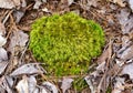 A bright green windswept broom moss on the floor of a pine forest.