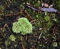 A bright green windswept broom moss growing on a forest floor.