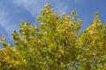 Bright green and yellow autumnal foliage of Fraxinus pennsylvanica  against blue sky in October Royalty Free Stock Photo