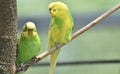 Bright Green and Yellow Common Parakeets Perched in a Tree Royalty Free Stock Photo