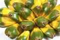 Bright Green and Yellow Fruit of the Pandanas Palm