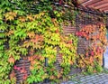 Bright green, yellow, orange, red decorative grape virginia creeper vines twining pergola fence Royalty Free Stock Photo
