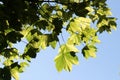 Bright green with yellow spots spring maple leaves lit by sun Royalty Free Stock Photo