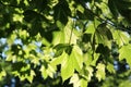 Bright green spring maple leaves backlit by the sun Royalty Free Stock Photo