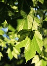 Bright green spring maple leaves backlit by the sun Royalty Free Stock Photo