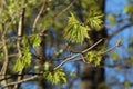 Bright green spring maple leaves lit by sun Royalty Free Stock Photo