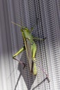 Bright Green And Yellow Striped Grasshopper On A Window Screen