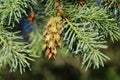 Bright green young cones on the branch of Rocky Mountain Douglas-fir. New shoots in spring of Pseudotsuga menziesii Royalty Free Stock Photo