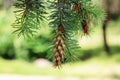 Bright green young cones on the branch of Rocky Mountain Douglas-fir. New shoots in spring of Pseudotsuga menziesii Royalty Free Stock Photo