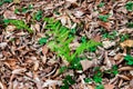 Bright green young fern leaf grew in the wild forest Royalty Free Stock Photo