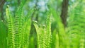 Bright green Young Fern Leaves Lit By The Sun