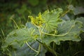 BRIGHT GREEN YOUNG NEW LEAVES ON THE TIP OF A SQUASH VINE