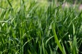 Bright green young stalks of grass with pure dew close-up