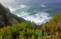 A bright greenery blossoming above the crushing azure waves of Cabo da Roca