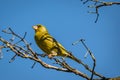 A bright greenfinch on a background of blue sky sits on a branch in the park and looks at the photographer.