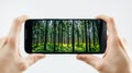 A hand holding a smartphone displaying a vivid, sunlit forest on its screen, creating a striking contrast between digital and real Royalty Free Stock Photo