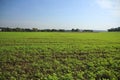 Bright greens of young plantings of vegetables on a farmer`s field against a background of trees in the background