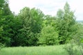 The bright greThe trees on the edge of the forest