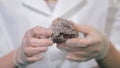 Bright grey ruby crystal ore in hands with gloves. Crystallization is the natural or artificial process by which a solid Royalty Free Stock Photo