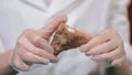 Bright grey ruby crystal ore in hands with gloves. Crystallization is the natural or artificial process by which a solid Royalty Free Stock Photo