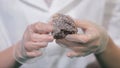 Bright grey ruby crystal ore in hands with gloves. Crystallization is the natural or artificial process by which a solid Royalty Free Stock Photo