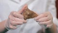 Bright grey ruby crystal ore in hands with gloves. Crystallization is the natural or artificial process by which a solid Royalty Free Stock Photo