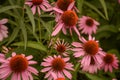 A Bright Group of Pink Cone Flowers