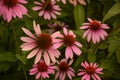 A Bright Group of Pink Cone Flowers Royalty Free Stock Photo