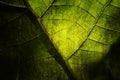 Bright grunge leaf Royalty Free Stock Photo