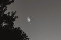 Bright half moon with trees silhouette against the clear sky in the evening.