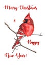 hand-drawn winter Christmas holiday illustration of red Northern Cardinal bird sitting on a snowy tree branch. Royalty Free Stock Photo