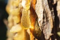 Bright hanging drop of resin similar to amber