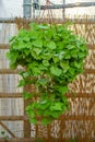 Bright green plant hanging in the garden