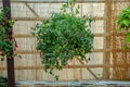 Bright green plant hanging in the garden