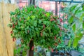 Bright green plant hanging in the garden