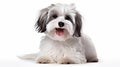 Bright Havanese Dog looking at camera