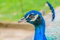 Bright head of Peacock with blue feathers on top.Soft focus of male blue peacock head with blurred background Royalty Free Stock Photo