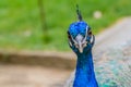 Bright head of Peacock with blue feathers on top.Soft focus of male blue peacock head with blurred background