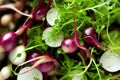 Bright healthy microgreens for preparation of variety of dietary salads